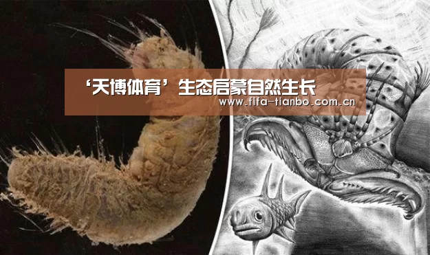 ‘天博体育’生态启蒙自然生长(图3) 天博体育