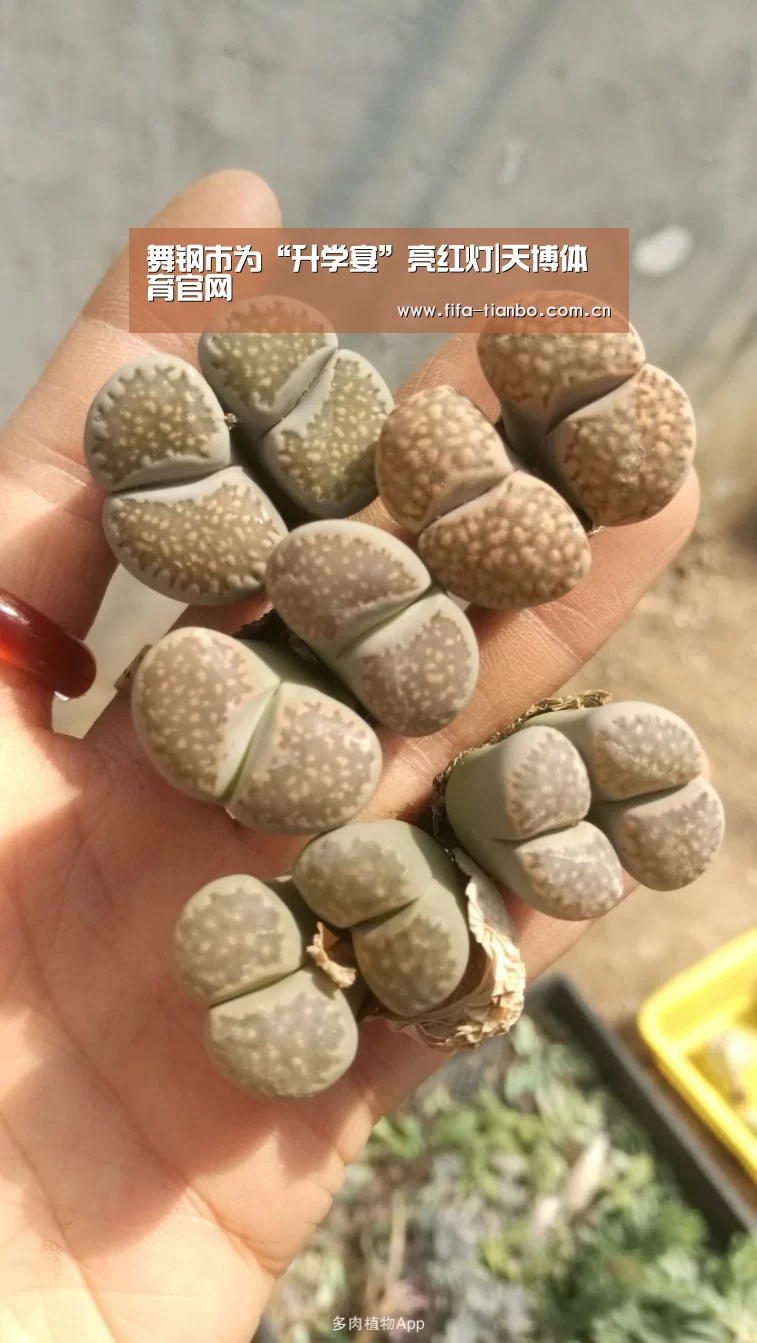天博赛事